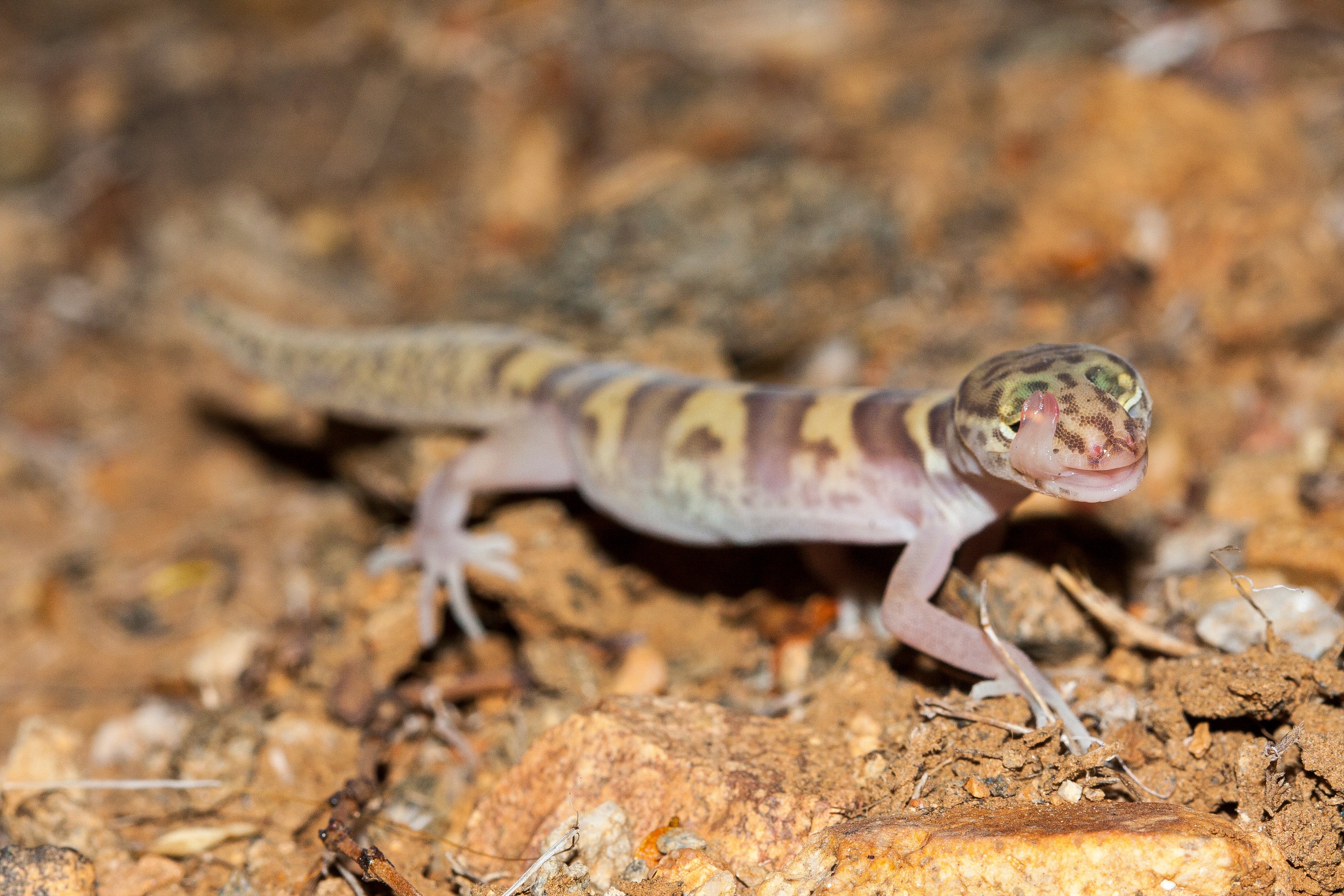 The western banded gecko