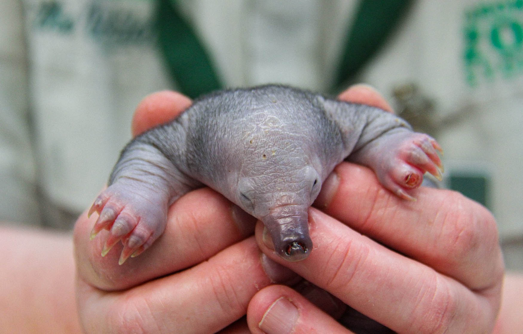 Cet Adorable Bebe Fourmilier Pourrait Etre La Creature La Plus Chanceuse Du Monde Bgr Nouvelles Du Monde