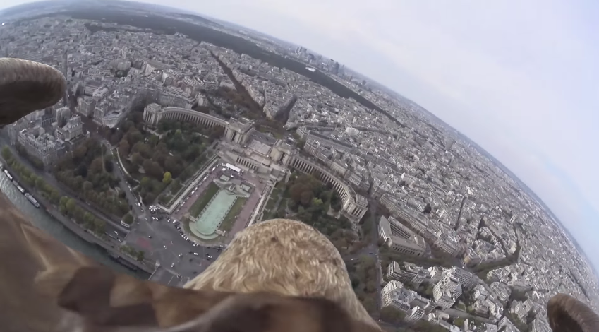 Sony Action Cam Video Eagle Flies Over Paris