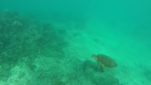 Best GoPro Videos Ocean Footage
