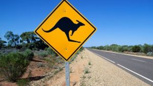 Australia Kangaroo Fight Video