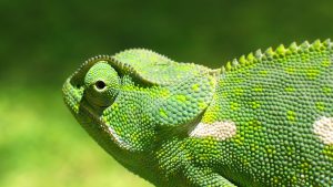 How Do Chameleons Change Skin Color