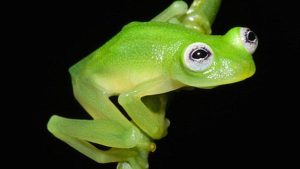 Frog Species Kermit