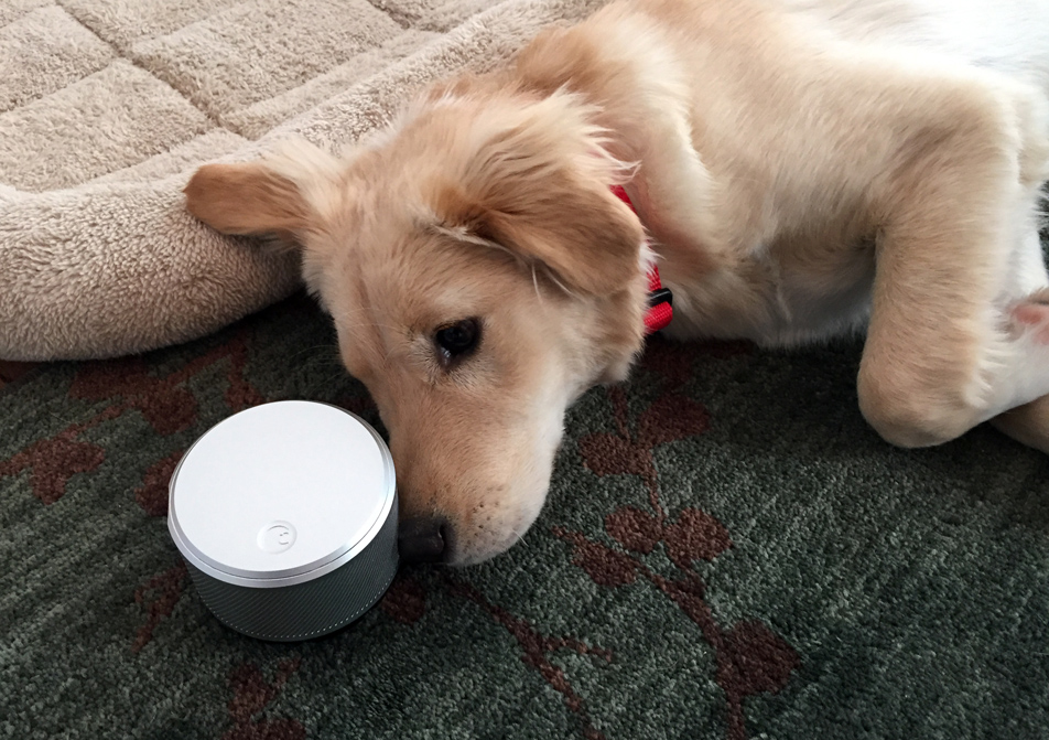 Connecting my life: The smart home device that saved me from my puppy – BGR