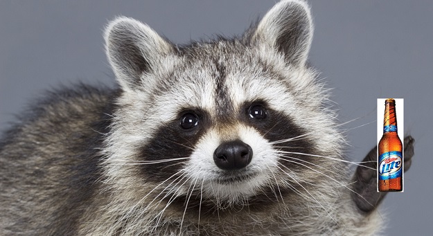 Hilarious Video Raccoon Breaks Into Beer Warehouse Gets Hammered Bgr 