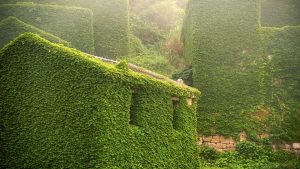 Abandoned Chinese Village Buildings Vines