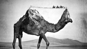 Sarah DeRemer Surreal Animal Photos Sarah DeRemer Surreal Animal Photos