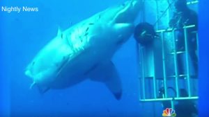 Biggest Great White Shark Video