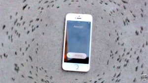 Viral Video iPhone Ringing Ants