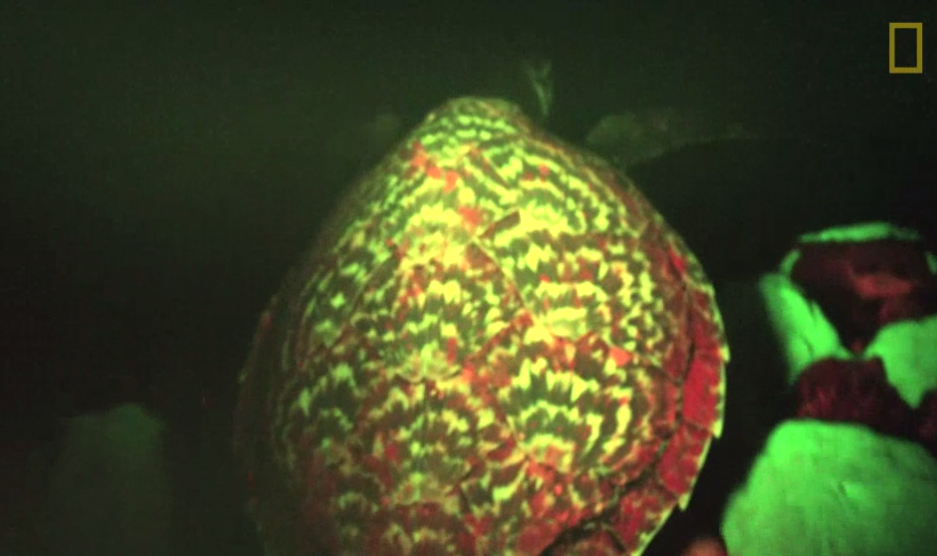 Glowing Sea Turtle National Geographic Video