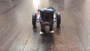 3D Printed Wheelchair Kitten Video