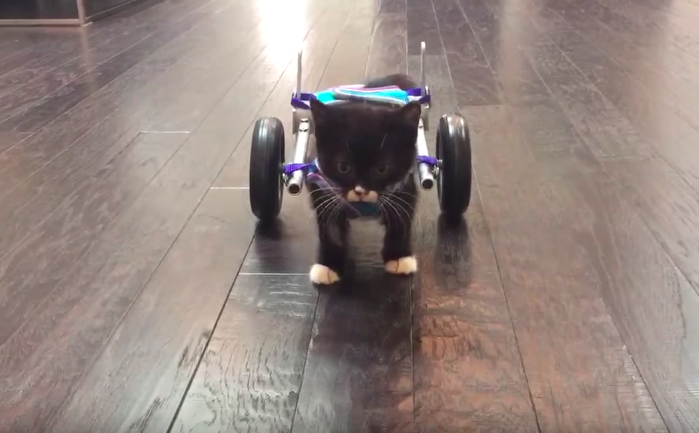 3D Printed Wheelchair Kitten Video