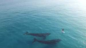 Whale Drone Video