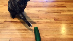 Cats Afraid Of Cucumbers Video