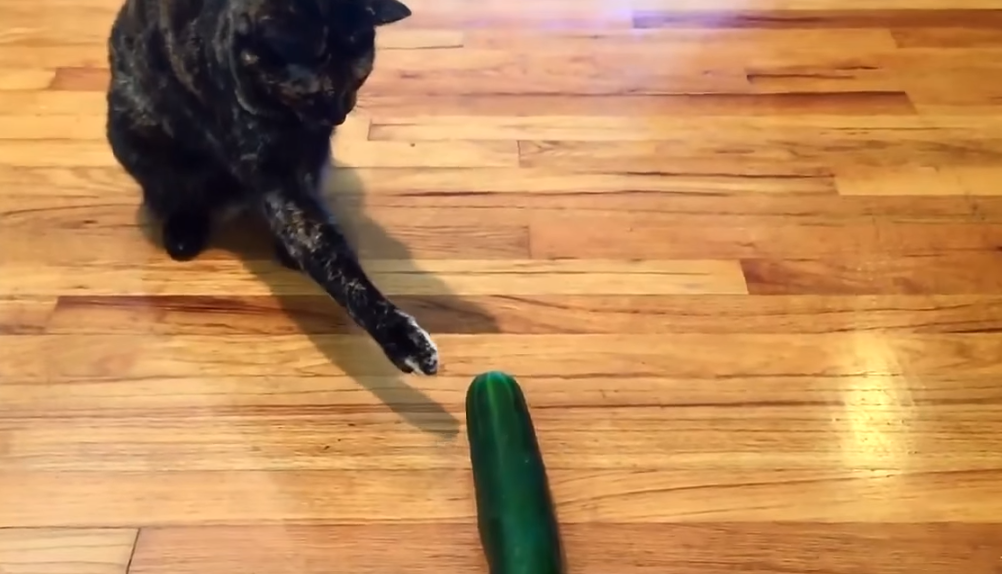 Cats Afraid Of Cucumbers Video