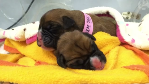 Couple Buys Puppies Cloned From Dead Dog DNA