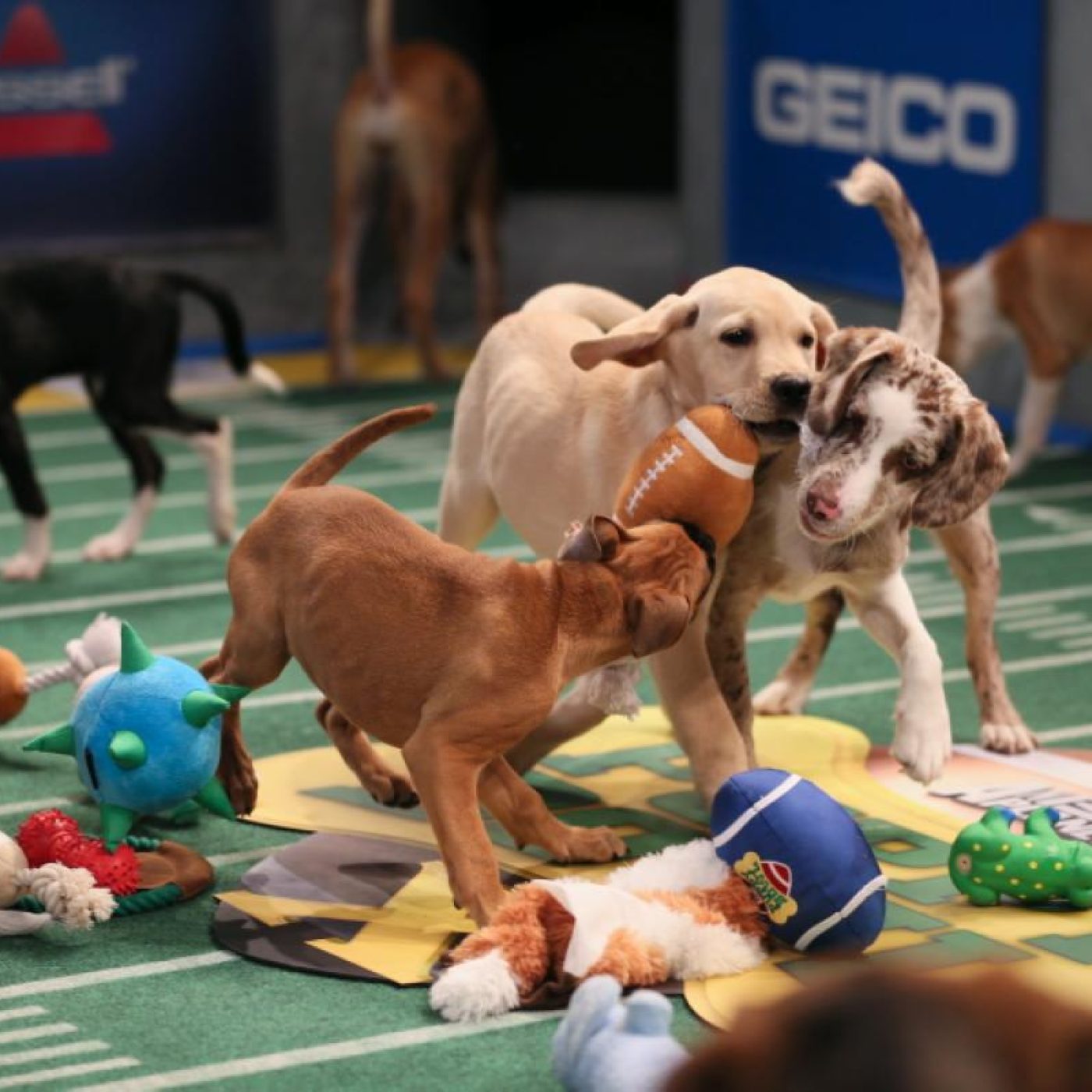 This year's Puppy Bowl features a virtual reality highlight reel - The  Washington Post