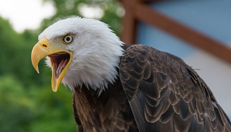 Watch police-trained bald eagles snatch drones right out of the sky