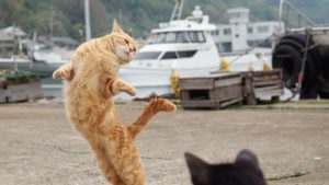 Cats Ballet Pictures Twitter