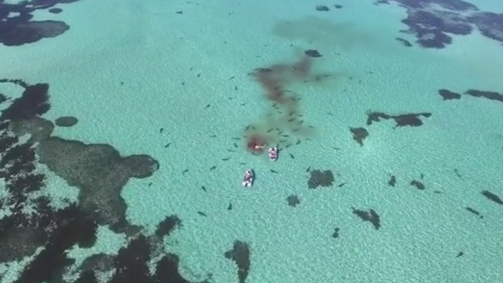 Drone Video Shark Feeding Frenzy