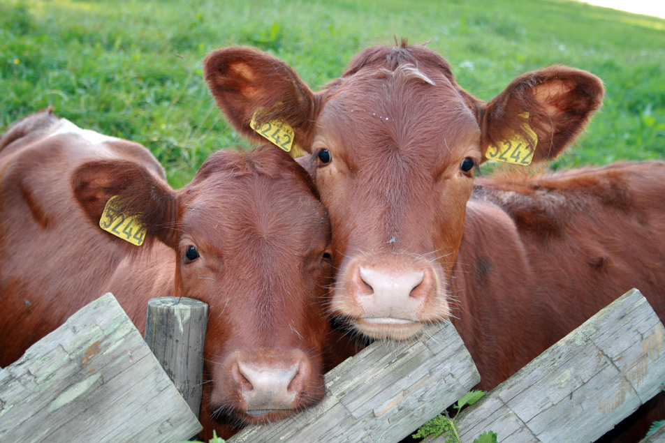 cow eating steak