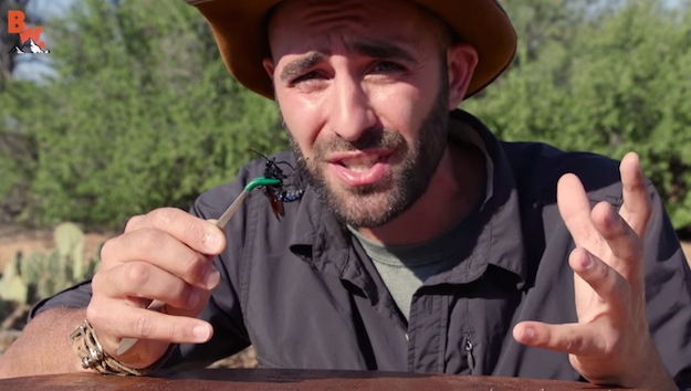 Man lets a tarantula hawk sting him and the video is absolutely crazy – BGR