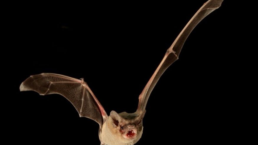 Record-breaking bats can fly as fast as 99 mph, study says – BGR