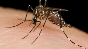 hurricane florence mosquitos hurricane florence mosquitos