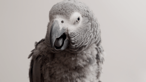 alexa parrot