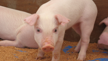 crispr pigs