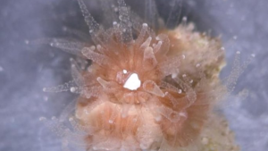 coral plastics coral plastics