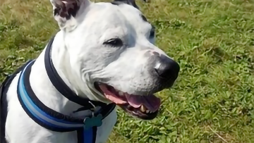 happiest dog