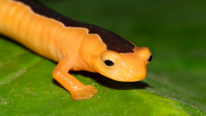 golden salamander