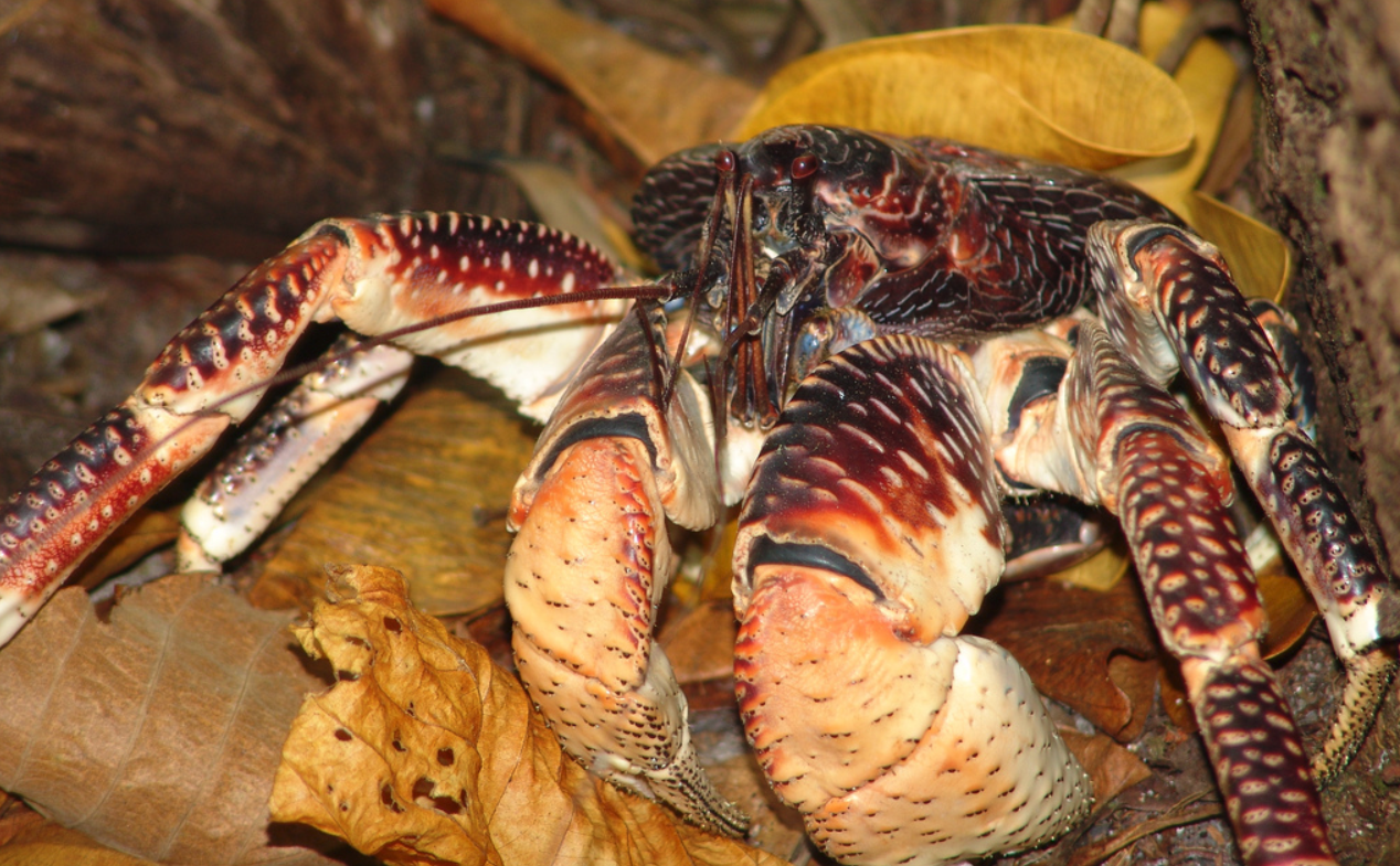 coconut crab attacks human