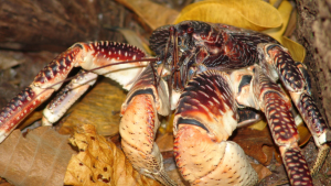 giant crab eats bird