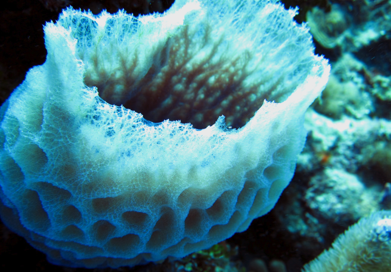 Губки моллюски. Губки Porifera Spongia. Морская губка Живая. Акантелла губка. Морская губка (Porifera Tetillidae Sponge)..