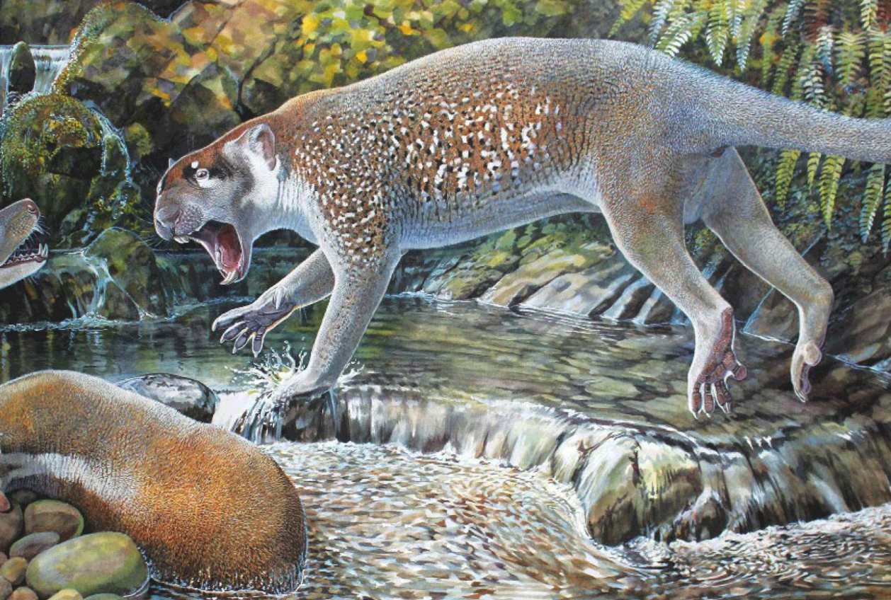 This bizarre marsupial lion once roamed Australia