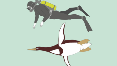 giant penguin