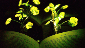 glowing plants