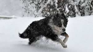 How To Protect Dog Paws In The Winter