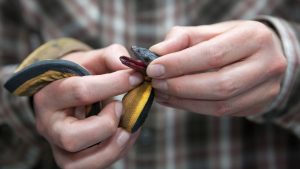 venomous sea snake