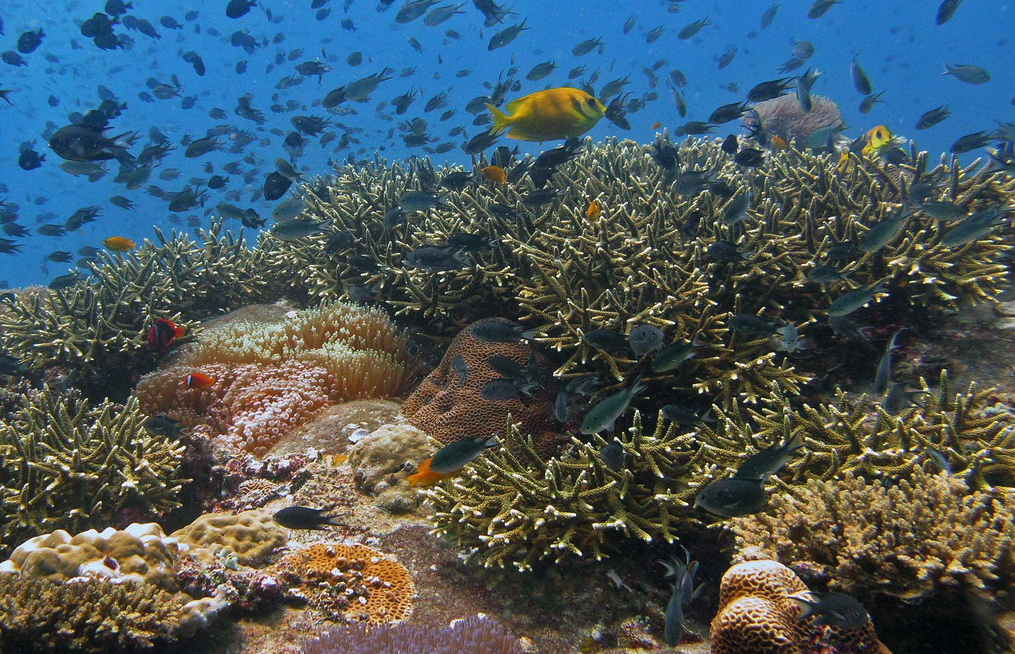 Climate Change Is Devastating Coral Reefs And Scientists Don't Know If ...