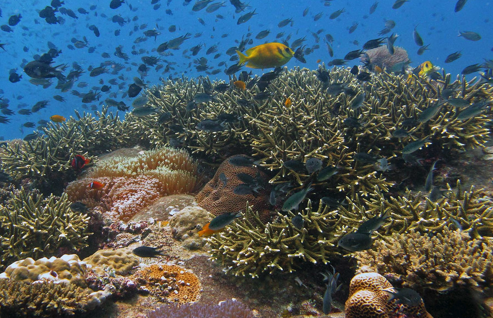 coral reef climate change