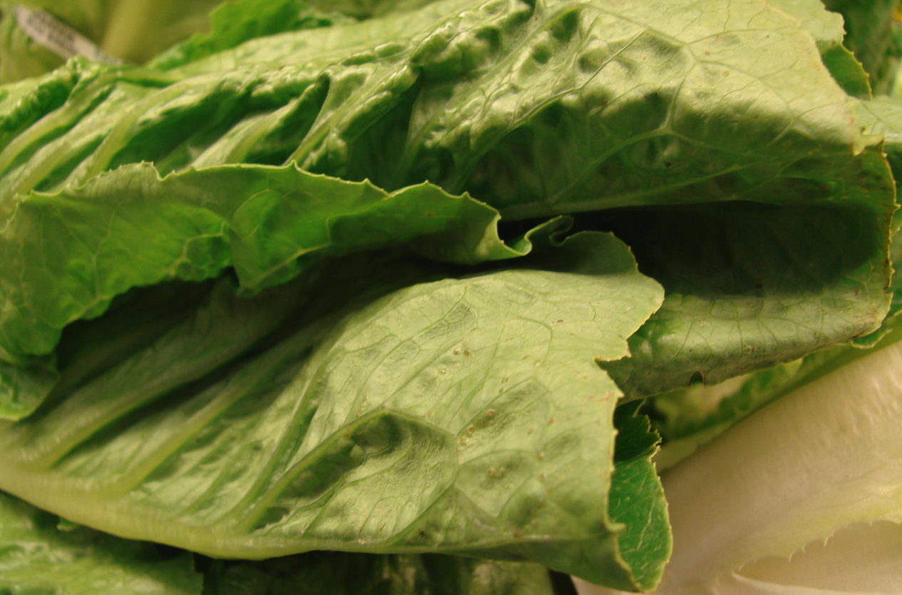 that-horrific-e-coli-outbreak-linked-to-romaine-lettuce-was-probably