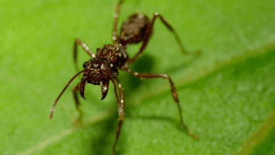 ant zombies