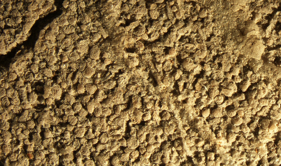 limestone fossils