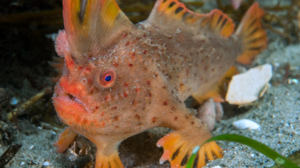 red handfish