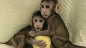 monkeys cloned