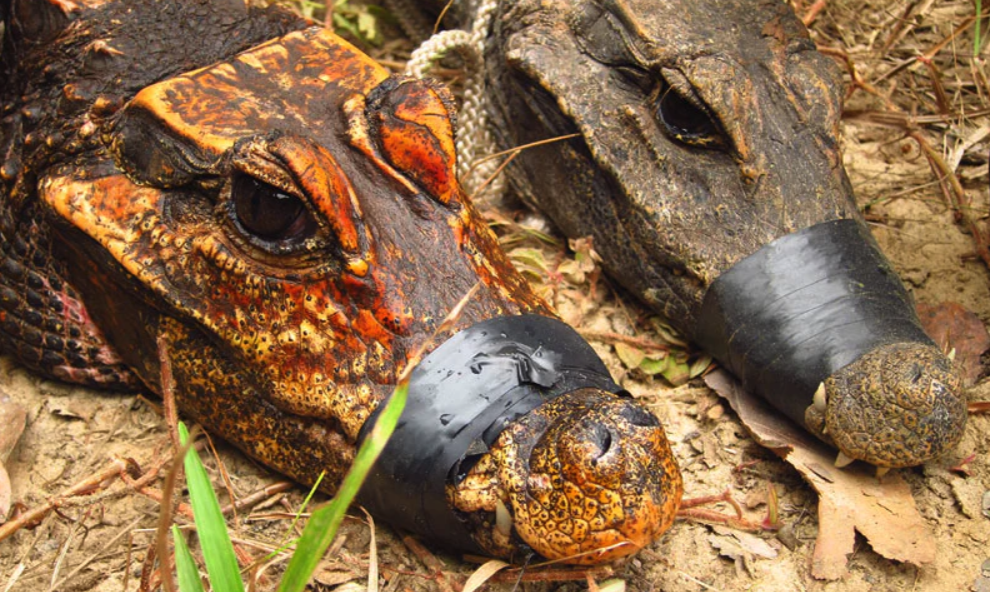 orange tree crocodile xylophone