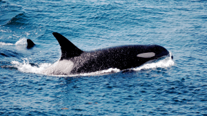 whale mimicking human speech